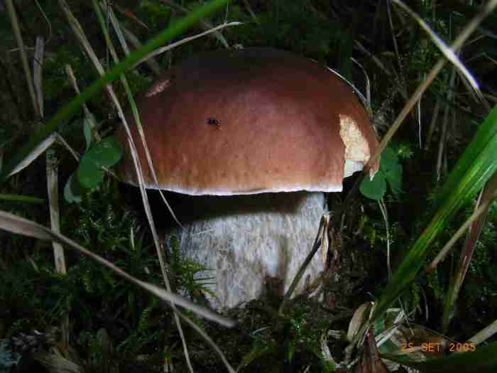  Image name: 284 Porcino.jpg 
 width: 700 pixel 
 height: 525 pixel 
 Size: 21168 bytes 
 Click to enlarge 